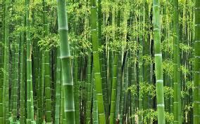 bamboo意思|BAMBOO中文(简体)翻译：剑桥词典